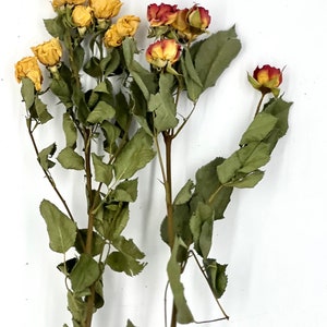 Rose Spray Natural Flower Foliage x 1 Stem Hamster Small Animal Enrichment