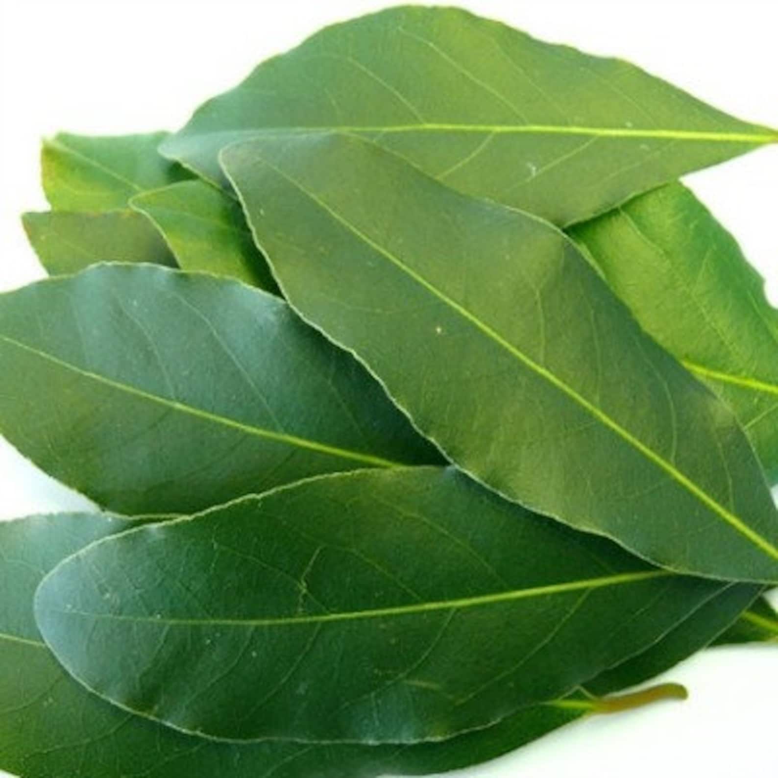 Whole Bay Leaves Dried Organic Cooking Ingredient Etsy UK