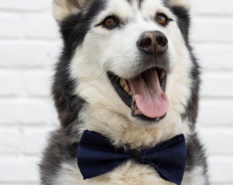 husky with bow tie