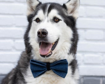 husky with bow tie