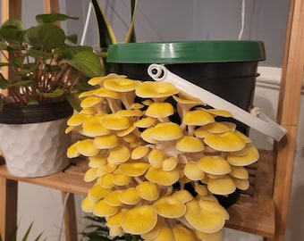 Mushroom Bucket Grow Kit, 1-gallon, (Lion's Mane, Blue Oyster, Gold Oyster, Pink Oyster), Easy Beginner Mushroom Grow Kit, Garden Gift