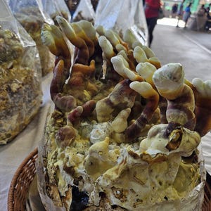 May include: A cluster of Reishi mushrooms growing from a substrate block inside a clear plastic bag. The mushrooms feature elongated, antler-like stems with white tips and reddish-brown bases, emerging from a textured, yellowish-white mycelium base.
