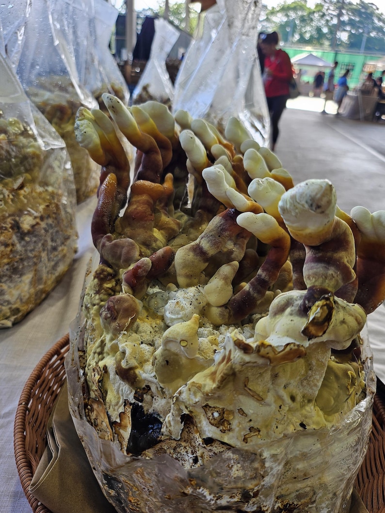 May include: A cluster of Reishi mushrooms growing from a substrate block inside a clear plastic bag. The mushrooms feature elongated, antler-like stems with white tips and reddish-brown bases, emerging from a textured, yellowish-white mycelium base.