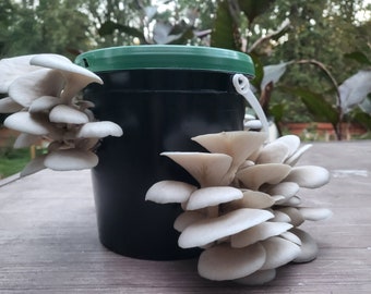 May include: A black plastic bucket with a green lid and a white handle. The bucket is filled with a cluster of oyster mushrooms.
