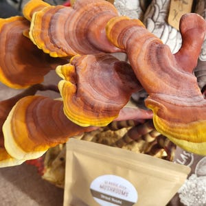 May include: A cluster of dried Reishi mushrooms with concentric rings of deep reddish-brown and bright yellow edges, positioned behind a small, light brown paper pouch featuring a white circular label with the text Magic Deep Mushrooms.
