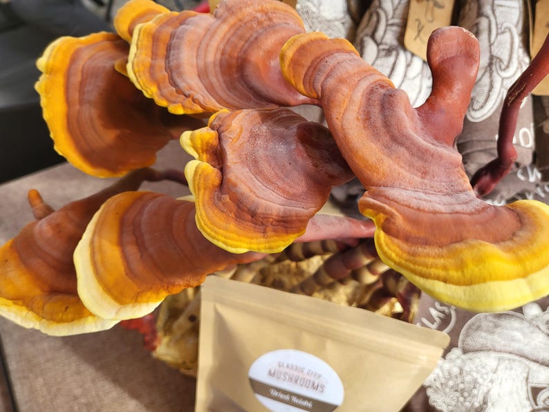 May include: A cluster of dried Reishi mushrooms with concentric rings of deep reddish-brown and bright yellow edges, positioned behind a small, light brown paper pouch featuring a white circular label with the text Magic Deep Mushrooms.