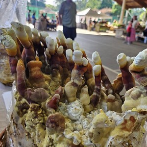 May include: A cluster of Reishi mushrooms growing from a clear plastic bag substrate. The mushrooms feature elongated, antler-like stalks with a gradient of colors ranging from deep reddish-brown at the base to creamy white at the rounded tips.