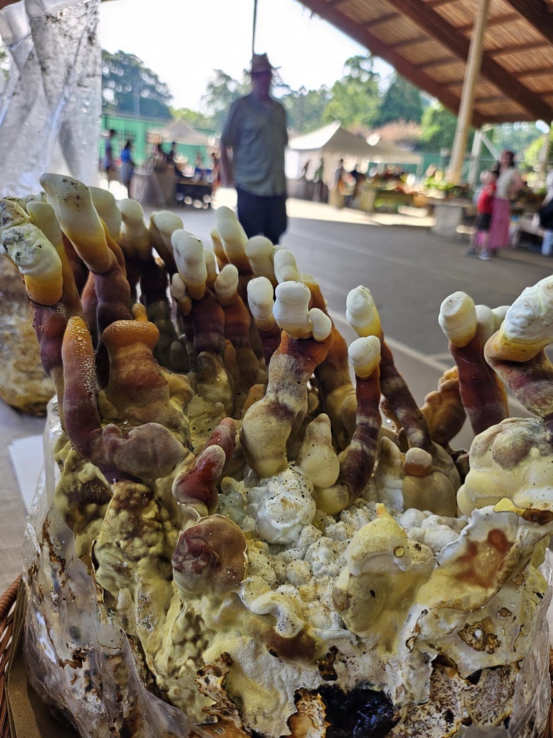May include: A cluster of Reishi mushrooms growing from a clear plastic bag substrate. The mushrooms feature elongated, antler-like stalks with a gradient of colors ranging from deep reddish-brown at the base to creamy white at the rounded tips.