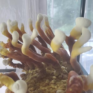 May include: A cluster of Reishi mushrooms growing from a substrate block. The mushrooms feature elongated, antler-like stems that transition from a deep reddish-brown at the base to a bright, creamy white at the rounded, bulbous tips.