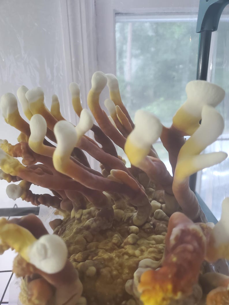 May include: A cluster of Reishi mushrooms growing from a substrate block. The mushrooms feature elongated, antler-like stems that transition from a deep reddish-brown at the base to a bright, creamy white at the rounded, bulbous tips.