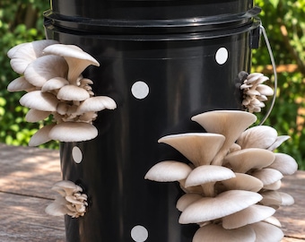 5 Gallon Blue Oyster Mushroom Grow Kit | DIY  | Educational Project | Grow Your Own