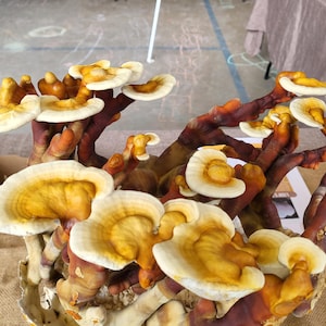May include: A cluster of Reishi mushrooms featuring woody, dark reddish-brown stems and fan-shaped caps with concentric rings of golden-yellow and creamy white edges. The fungal growth displays a layered, organic structure with multiple stems.