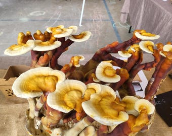 Reishi Mushroom Grow Kit, 10 lb Block, Already Fruiting, Antler Reishi