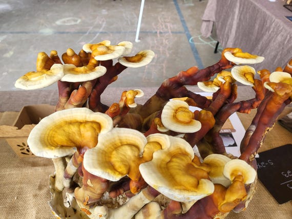 Reishi Mushroom Grow Kit, 10 lb Block, Already Fruiting, Antler Reishi