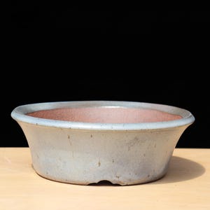 May include: A light blue ceramic bonsai pot with a wide, shallow design. The pot has a slightly flared rim and a reddish-brown interior. It sits on a light-coloured wooden surface against a black background.