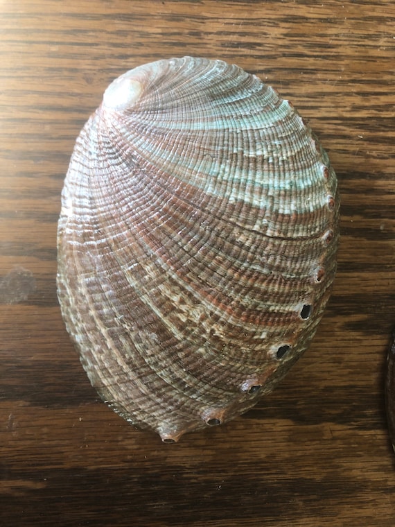 3”-5” abalone shells; iridescent white and a green and brown shell