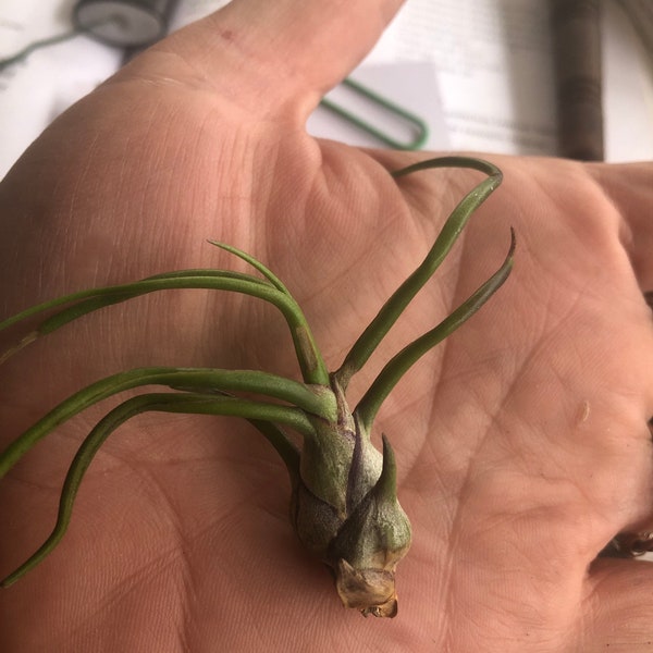 Bulbosa tillandsia air plants; small easy to care for green flowering bulb air plant-no soil needed