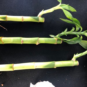 Lucky Bamboo Stalks-Single stalk per order; 3-4 sizes available