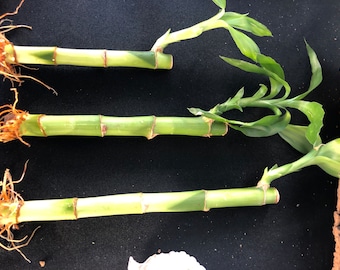 Lucky Bamboo Stalks-Single stalk per order; 3-4 sizes available