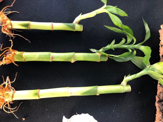 Lucky Bamboo Stalks-Single stalk per order; 3-4 sizes available