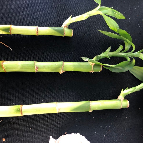 Lucky Bamboo Stalks-Single stalk per order; 3 sizes available