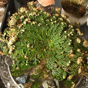 Rose of Jericho, resurrection plant, dinosaur plant, spike rose of jericho, false roJ—PLZ read full description