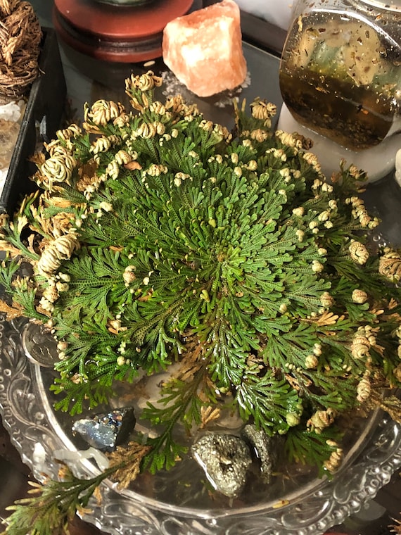Rose of Jericho, resurrection plant, dinosaur plant, spike rose of jericho, false roJ—PLZ read full description