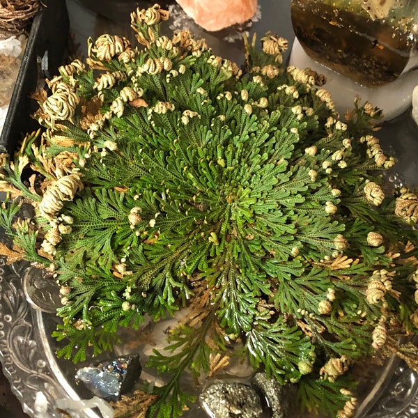 Rose of Jericho Resurrection Plant(roj), magical dinosaur fern; read FULL DESCRIPTION please