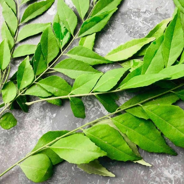 Organic Indian Curry Leaves 6 Stems - Kadipatta - Murraya Keonigii Freshly plucked & quickly shipped from Florida