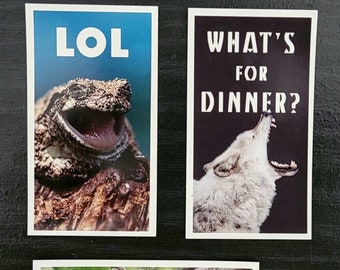 Funny Wildlife Photography Meme Magnet - Treefrog, Wolf & Raccoon