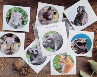 Pack of 7 Cute Animal Stickers - Fox, Lynx, Treefrog, Duck, Bear, Raccoon & Chipmunk