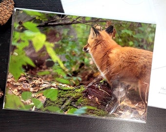 Animal Art Print - "Wander with Me" - Fox