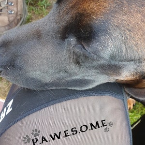 May include: Black leggings with a mesh panel featuring the text "PAW.E.S.O.M.E." and a paw print design. The leggings also have the text "L.PAW.V.E." in white.