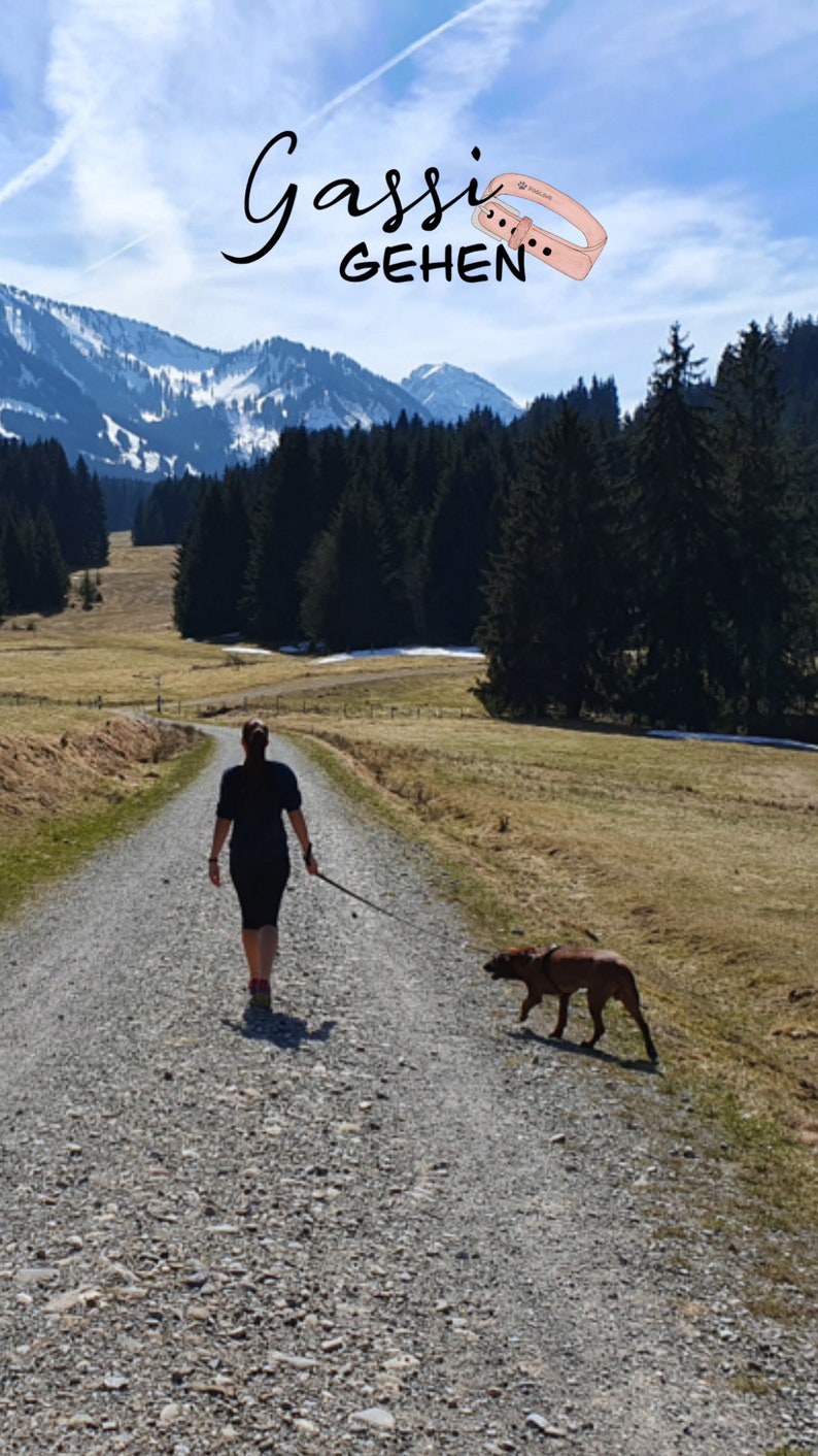 May include: A person walks a brown dog on a lead down a gravel path. The path is surrounded by green grass and trees. In the background, there are snow-capped mountains. The text "Gassi GEHEN" is superimposed on the image.
