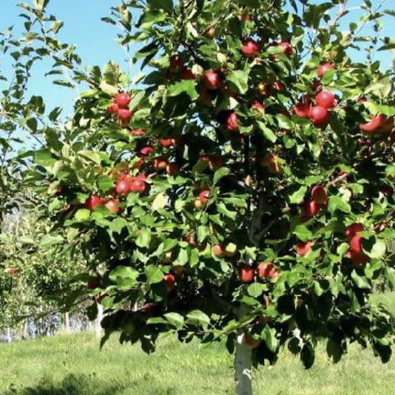 One Live Semi Dwarf Honeycrisp Apple Tree Delicious Apple Etsy