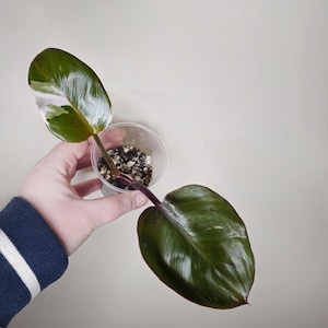 Philodendron Red Anderson | Vining Rare Tropical Houseplant | Variegated | 3 |