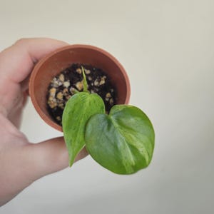 Philodendron Hederacerum Oxycardium | Rare Vining Variegated Houseplant | 1 |