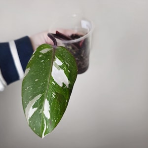 May include: A close-up of a variegated leaf with white and green patterns. The leaf is held in front of a clear plastic cup containing soil and plant cuttings. The leaf has a dark purple stem.