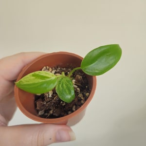 Philodendron Hederacerum Oxycardium | Rare Vining Variegated Houseplant | 2 |