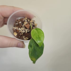 Philodendron Hederacerum Oxycardium | Rare Vining Variegated Houseplant | 4 |