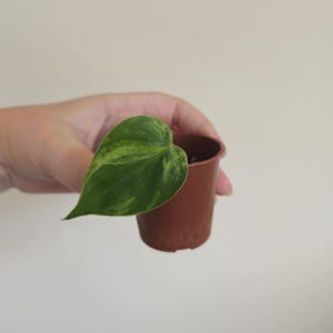 Philodendron Hederacerum Oxycardium | Rare Vining Variegated Houseplant | 3 |