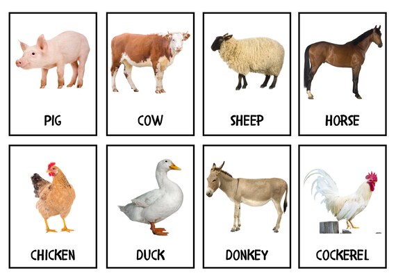 Realistic Farm Animal Flashcards Flashcard Farm Animals - Etsy