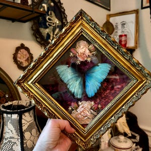 May include: A diamond-shaped, ornate gold frame containing a preserved bright blue butterfly specimen centered against a dark red velvet background, accented with small pink and white dried floral arrangements at the top and bottom edges.