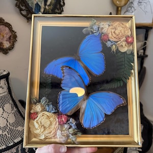 May include: A framed display featuring two vibrant blue butterflies with intricate wing patterns. The butterflies are set against a dark background and accented with dried flowers in a gold-colored frame. The frame is being held by a person.