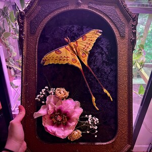 Bubble Glass Moth - Etsy