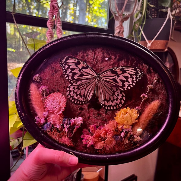 Small Vintage Bubble Glass Frame With Large Tree Nymph Butterfly / Dried Flowers