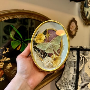 vintage shadowbox frame with a male luna moth, dried flowers & stars