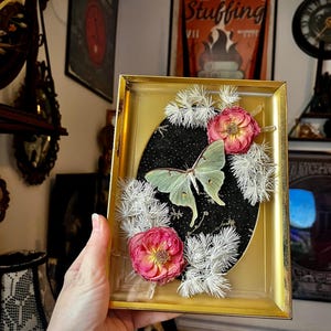 vintage mcm shadowbox frame with a male luna moth, dried white and pink flowers & quartz crystal points