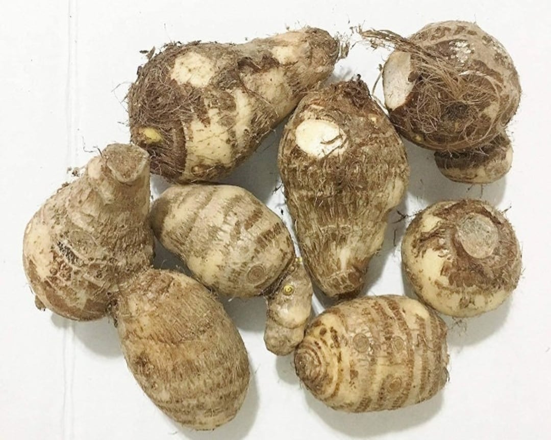 Colocasia (Orecchie D'elefante) - Acquista Bulbi Di Fiori E Piante - Foto 5