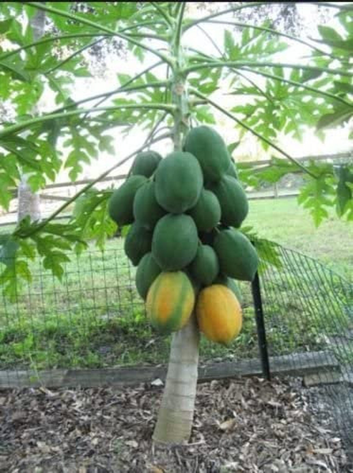 Papaya Maradol Very Sweet Dwarf Papaya Tree 5 Plants of 20 Etsy